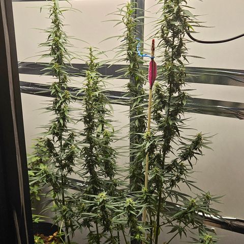 Gorilla Glue growlog timeline photo