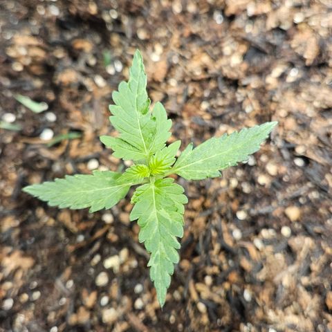 Pineapple Express Auto growlog timeline photo