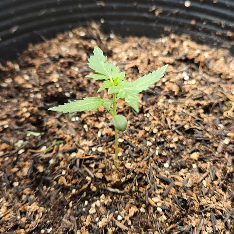 Pineapple Express Auto growlog timeline photo