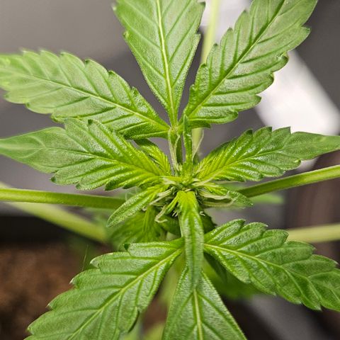 Pineapple express auto growlog timeline photo