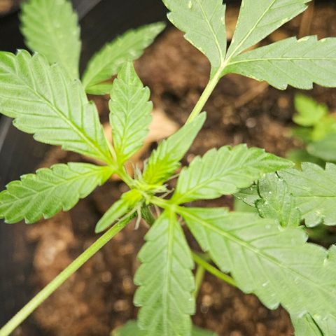 Pineapple express auto growlog timeline photo