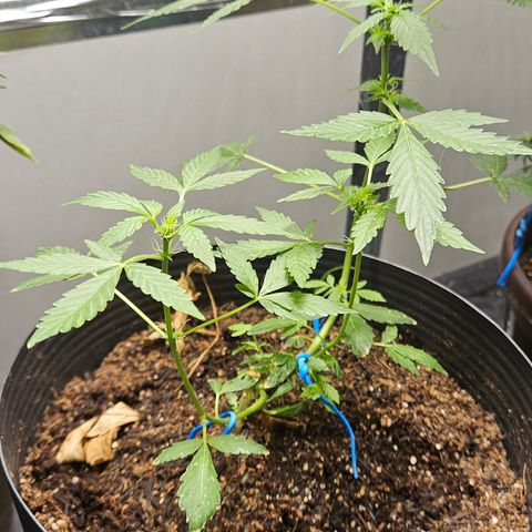 Pineapple express auto growlog timeline photo