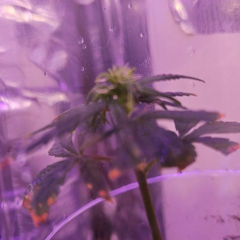 Gorila clone growlog timeline photo