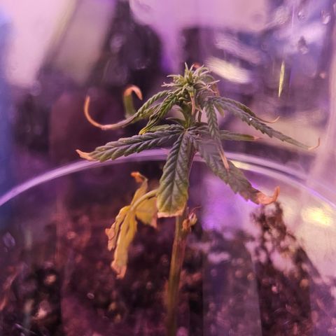 Gorila clone growlog timeline photo