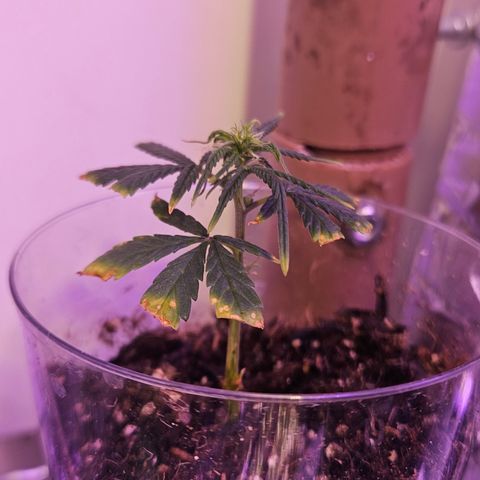 Gorila clone growlog timeline photo