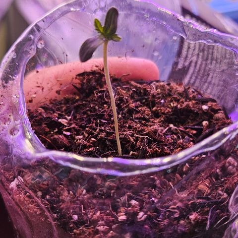 Terple growlog timeline photo