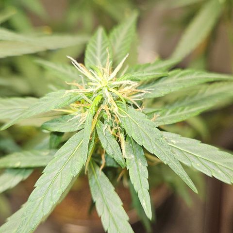 Gorilla Glue growlog timeline photo