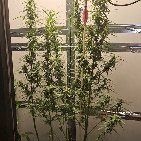 Gorilla Glue growlog timeline photo