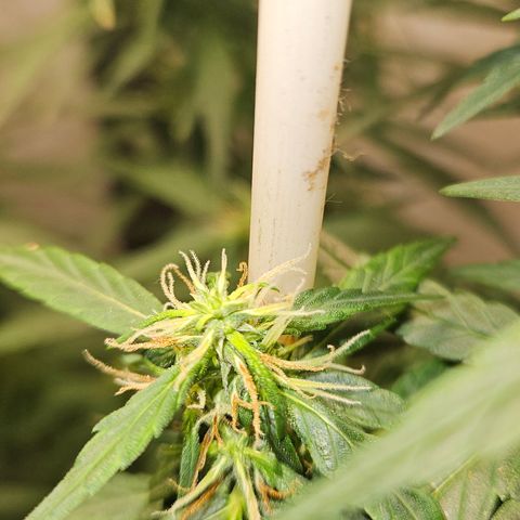 Gorilla Glue growlog timeline photo