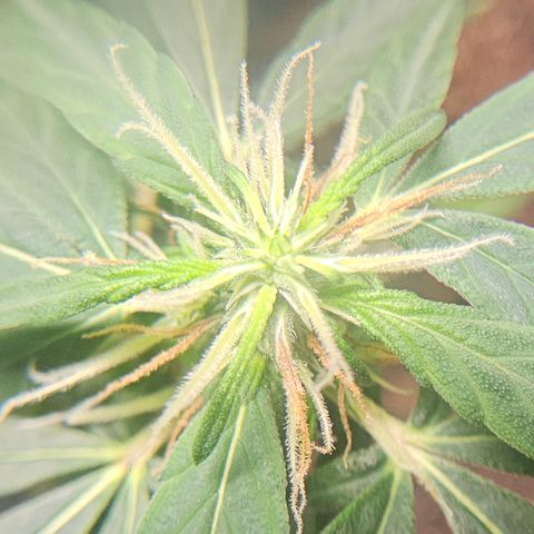 Gorilla Glue growlog timeline photo