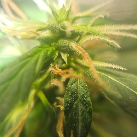 Gorilla Glue growlog timeline photo