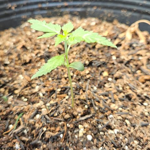 Pineapple Express Auto growlog timeline photo