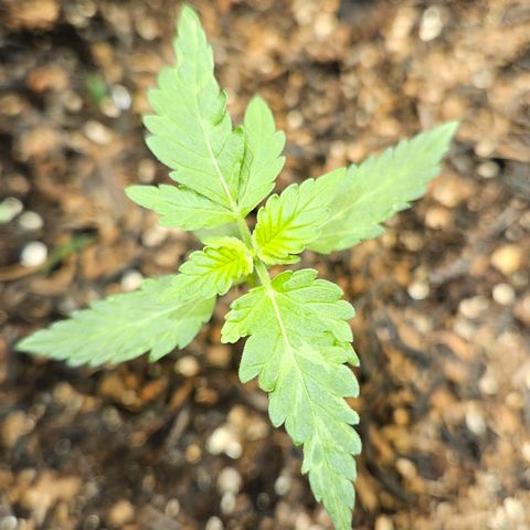 Pineapple Express Auto growlog timeline photo