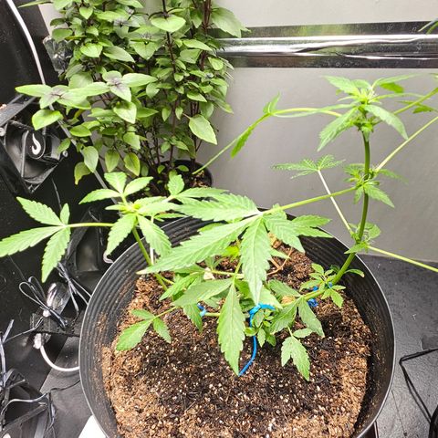 Pineapple express auto growlog timeline photo