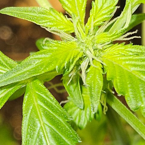 Pineapple express auto growlog timeline photo