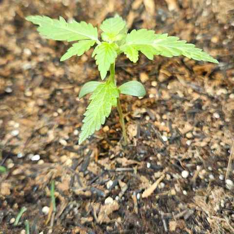 Pineapple Express Auto growlog timeline photo