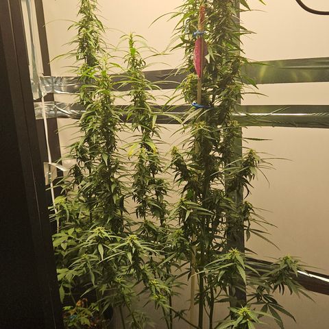 Gorilla Glue growlog timeline photo