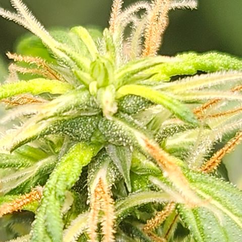 Gorilla Glue growlog timeline photo
