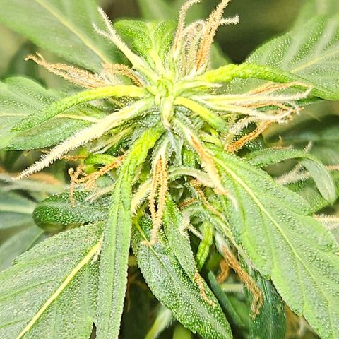 Gorilla Glue growlog timeline photo