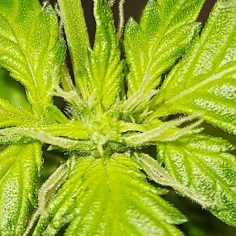 Pineapple express auto growlog timeline photo