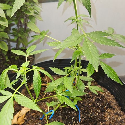 Pineapple express auto growlog timeline photo