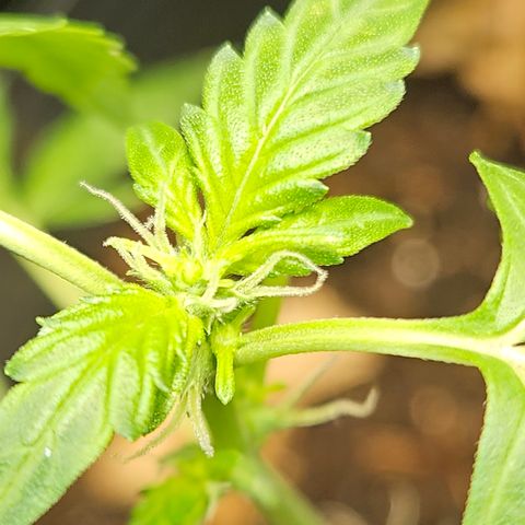 Pineapple express auto growlog timeline photo
