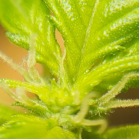 Pineapple express auto growlog timeline photo