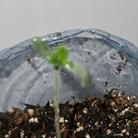 Terple growlog timeline photo