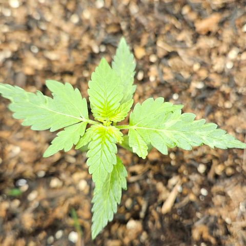 Pineapple Express Auto growlog timeline photo