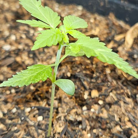 Pineapple Express Auto growlog timeline photo