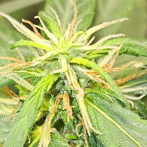 Gorilla Glue growlog timeline photo