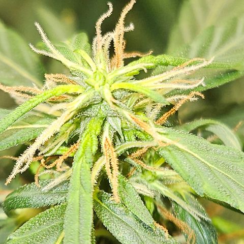 Gorilla Glue growlog timeline photo