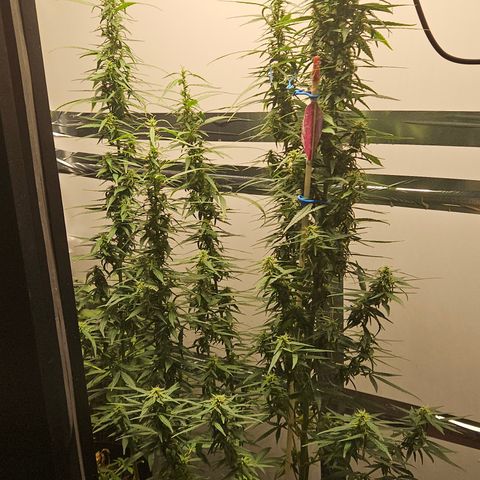 Gorilla Glue growlog timeline photo