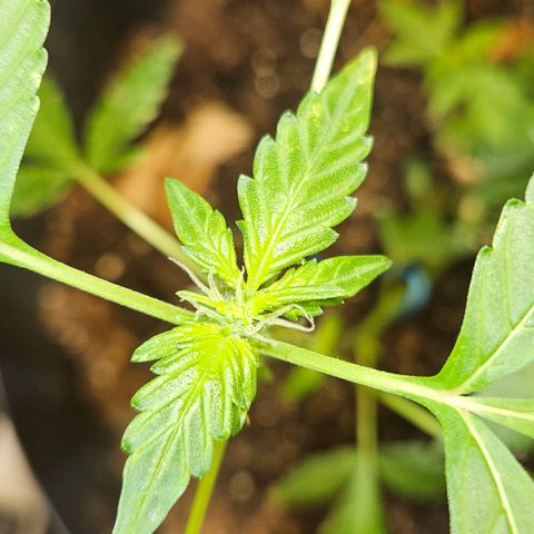Pineapple express auto growlog timeline photo