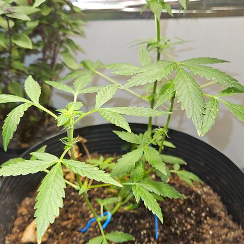 Pineapple express auto growlog timeline photo