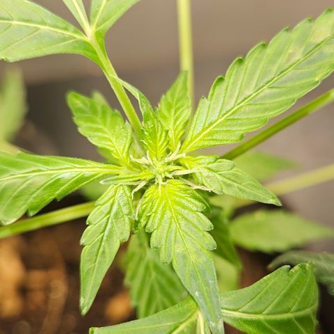 Pineapple express auto growlog timeline photo