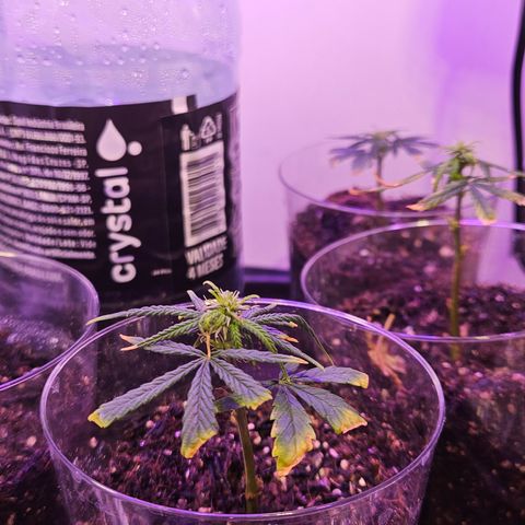Gorila clone growlog timeline photo