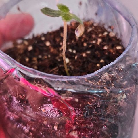 Terple growlog timeline photo