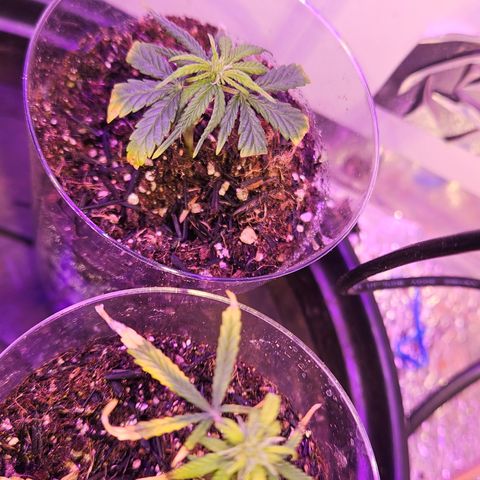 Gorila clone growlog timeline photo