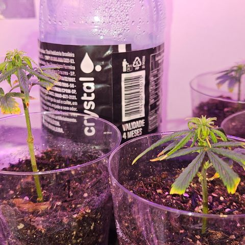 Gorila clone growlog timeline photo