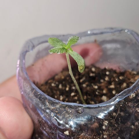 Terple growlog timeline photo