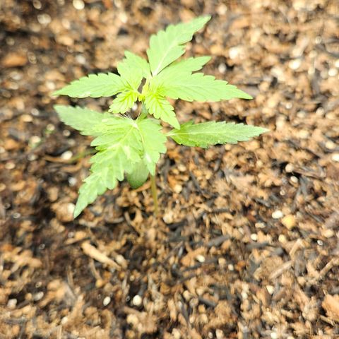 Pineapple Express Auto growlog timeline photo