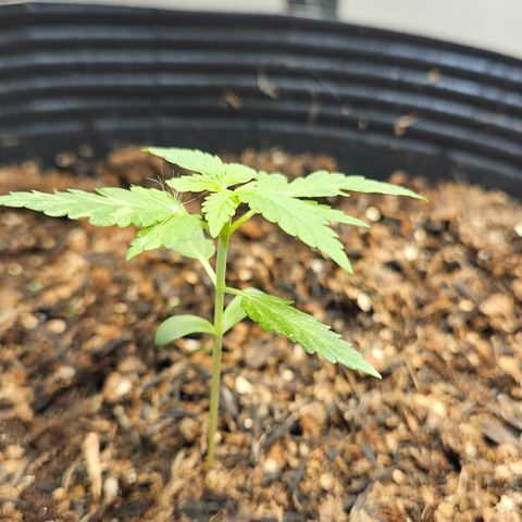 Pineapple Express Auto growlog timeline photo