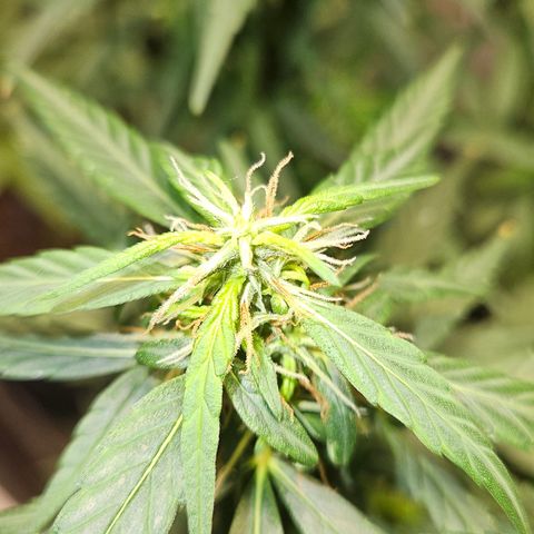 Gorilla Glue growlog timeline photo