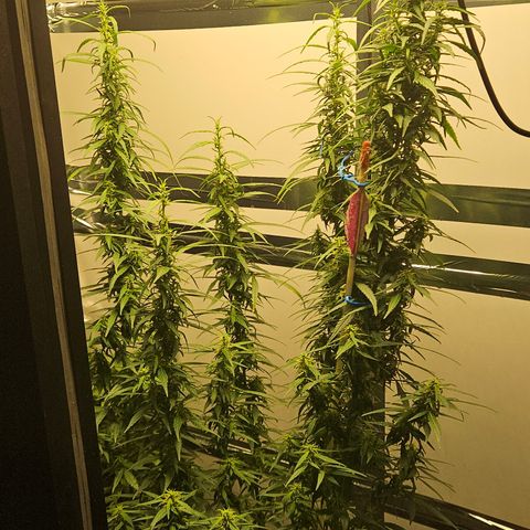 Gorilla Glue growlog timeline photo