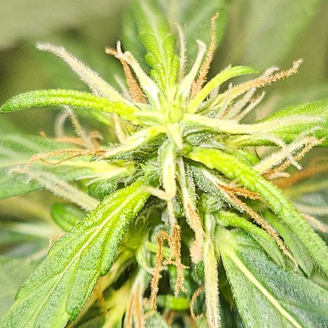 Gorilla Glue growlog timeline photo