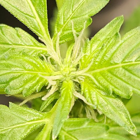 Pineapple express auto growlog timeline photo