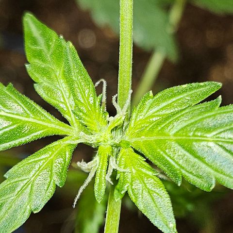 Pineapple express auto growlog timeline photo