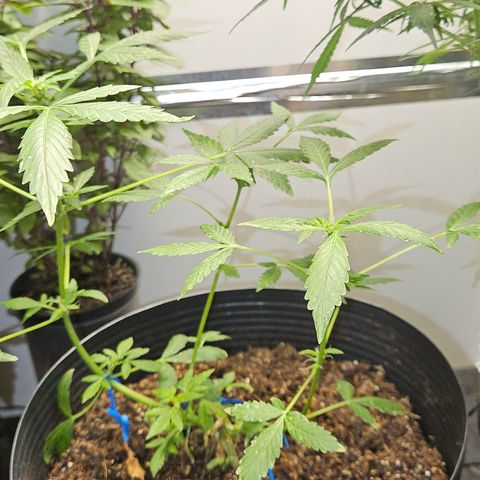 Pineapple express auto growlog timeline photo