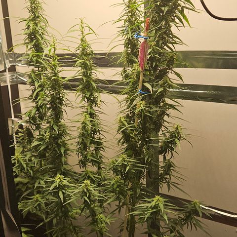 Gorilla Glue growlog timeline photo